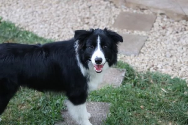 REGALO BORDER COLLIE | Foto 1