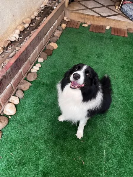 REGALO BORDER COLLIE | Foto 0