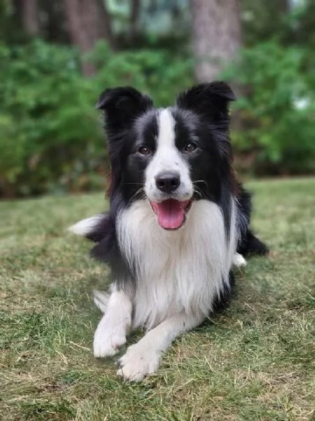 REGALO BORDER COLLIE