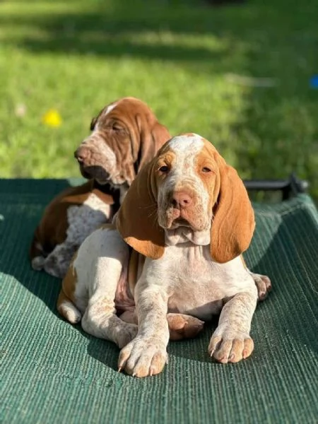 REGALO BRACCO  | Foto 0