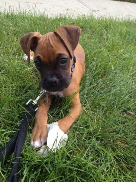 REGALO BOXER | Foto 0