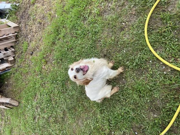 Cucciola da compagnia  | Foto 0