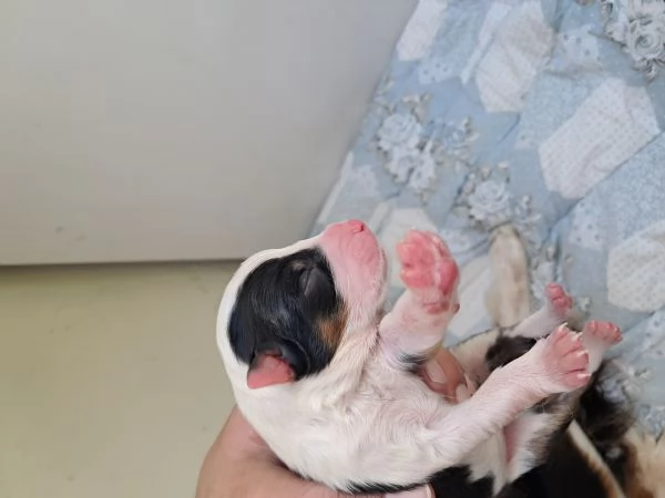 Cuccioli pastore australiano 