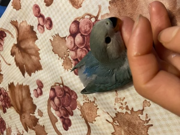 Inseparabili allevati a mano