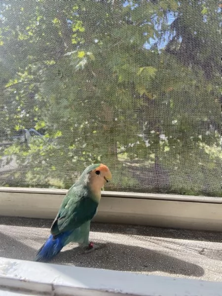 Inseparabili allevati a mano | Foto 3