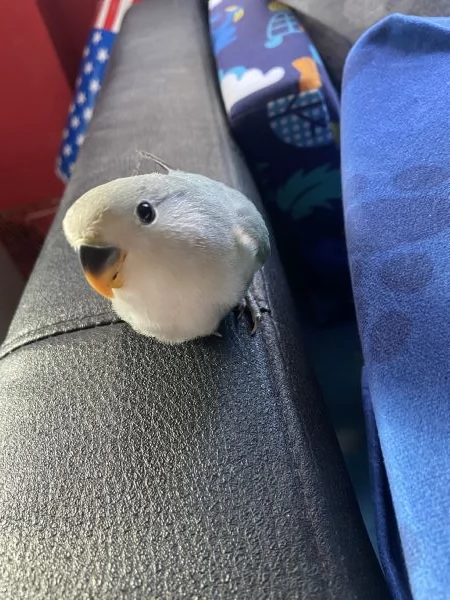 Inseparabili allevati a mano | Foto 2