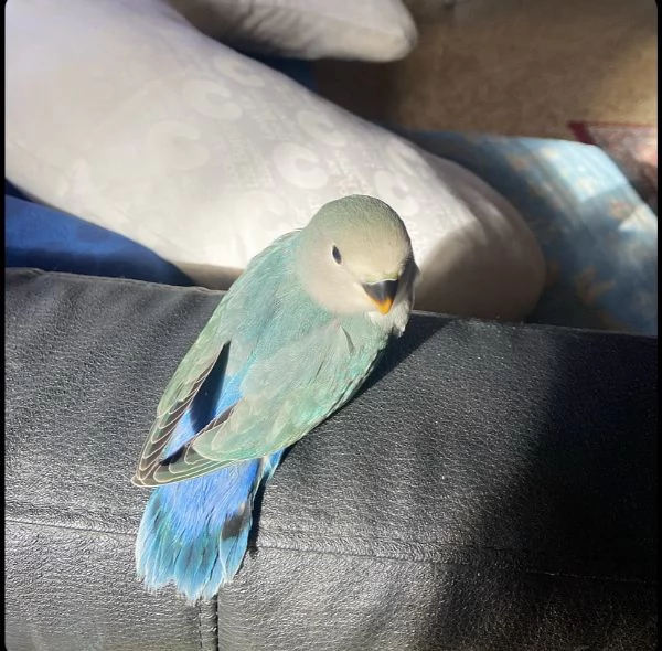 Inseparabili allevati a mano | Foto 1