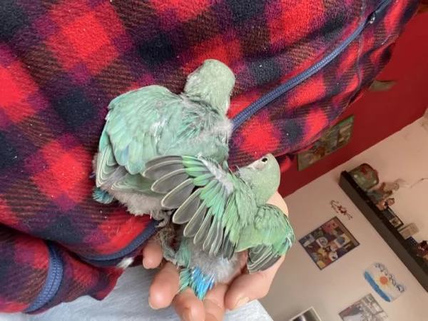 Inseparabili allevati a mano | Foto 0