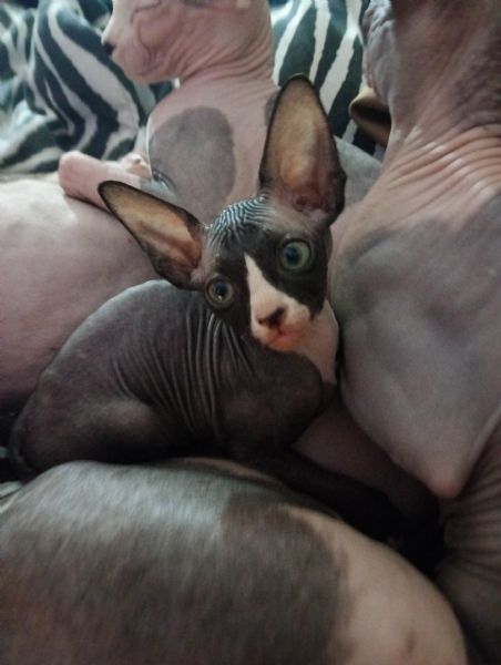 Canadian Sphynx  | Foto 0