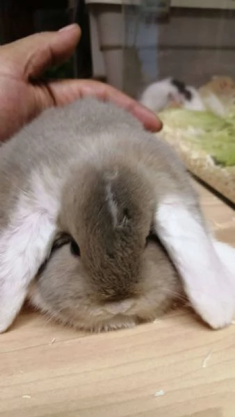 Cincillà, petauri, degu, criceti, conigli | Foto 4