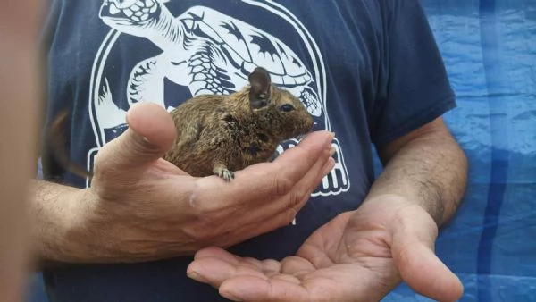 Cincillà, petauri, degu, criceti, conigli | Foto 3