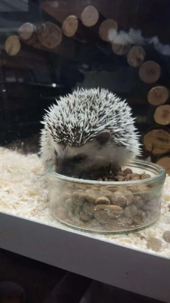 Cincillà, petauri, degu, criceti, conigli | Foto 2