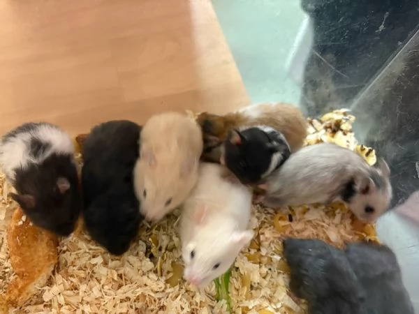 Cincillà, petauri, degu, criceti, conigli | Foto 1