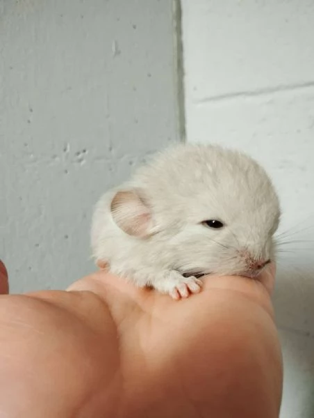 Cincillà, petauri, degu, criceti, conigli