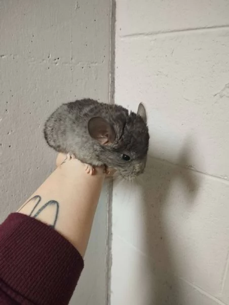 Cincillà, petauri, degu, criceti, conigli | Foto 0