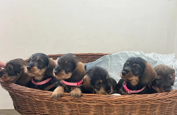 BASSOTTI PELO DURO | Foto 4