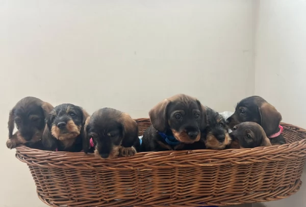 BASSOTTI PELO DURO | Foto 3