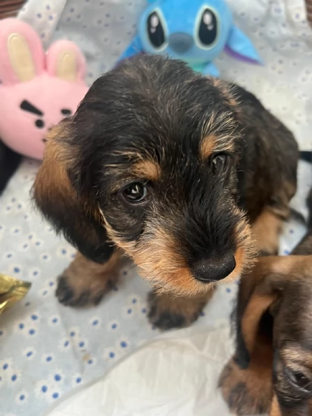 BASSOTTI PELO DURO | Foto 2