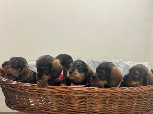 BASSOTTI PELO DURO | Foto 1