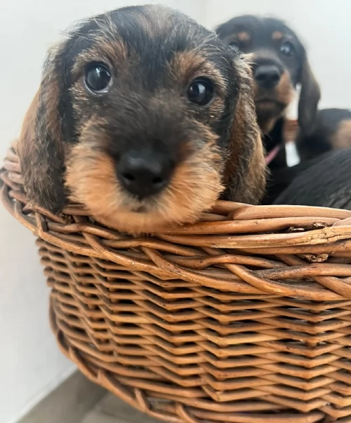 BASSOTTI PELO DURO | Foto 0