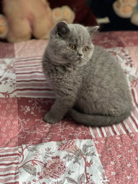 British shorthair maschio e femmina | Foto 0
