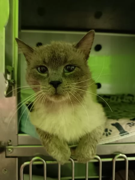 OSLO buonissimo e bellissimo simil birmano 