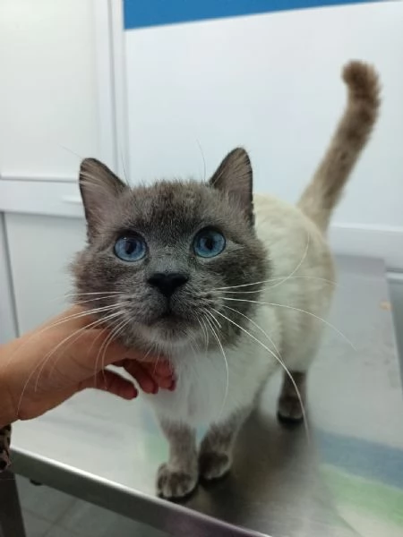 OSLO buonissimo e bellissimo simil birmano  | Foto 2