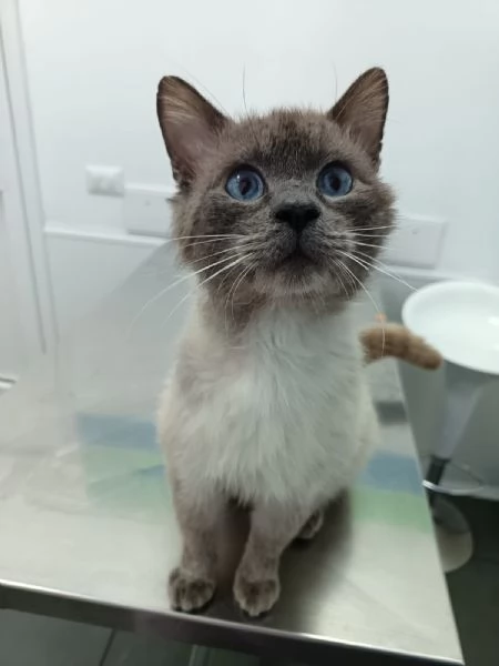 OSLO buonissimo e bellissimo simil birmano  | Foto 1