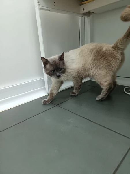 OSLO buonissimo e bellissimo simil birmano  | Foto 0