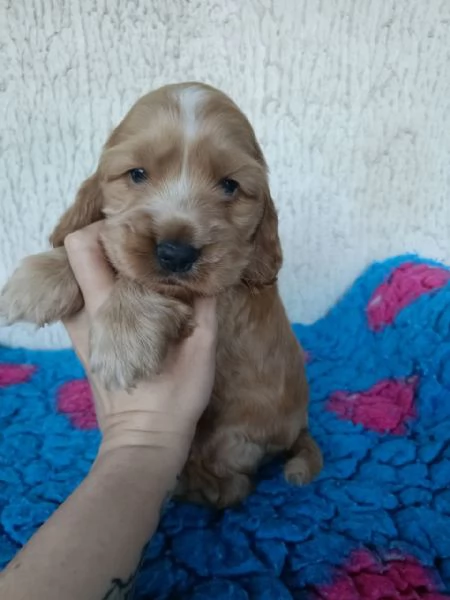 cocker cuccioli con pedigree