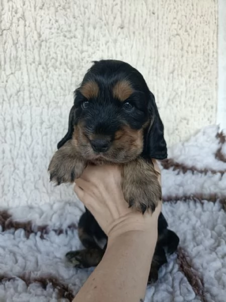 cocker cuccioli con pedigree | Foto 4