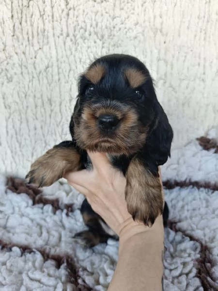 cocker cuccioli con pedigree | Foto 3