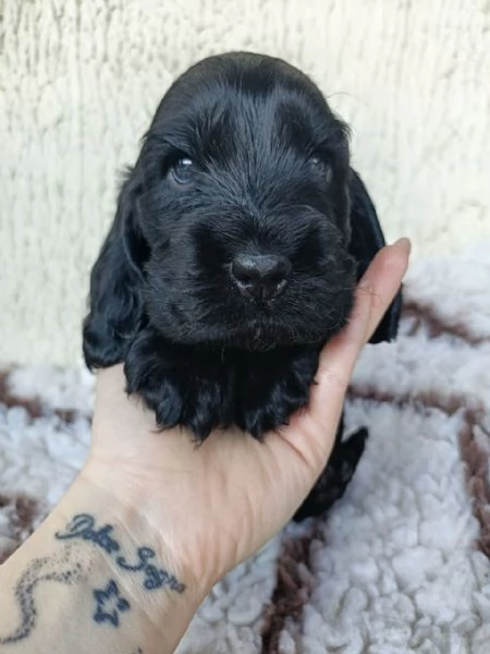 cocker cuccioli con pedigree | Foto 2