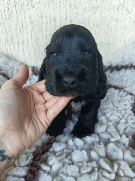 cocker cuccioli con pedigree | Foto 0