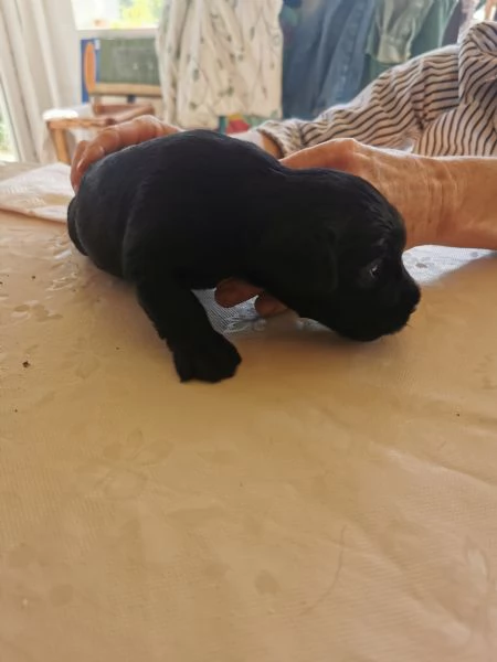 Schnauzer nero medio