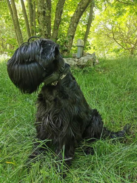 Schnauzer nero medio | Foto 3