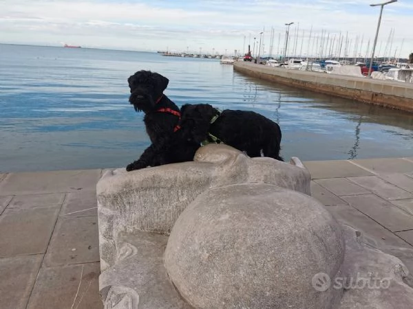 Schnauzer nero medio | Foto 2