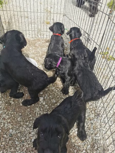 Schnauzer nero medio | Foto 1