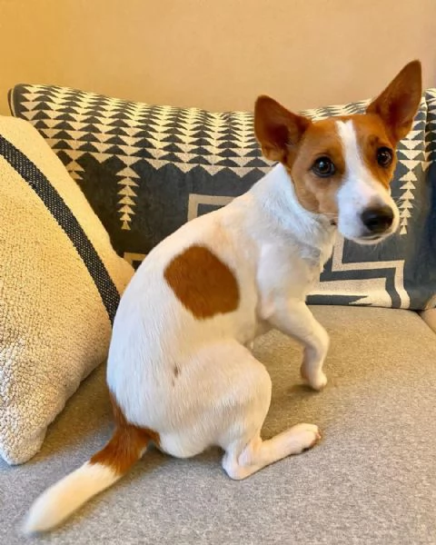 Bulldog Francese maschio