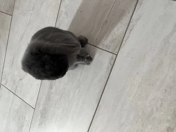 Regalo coniglietta ariete 