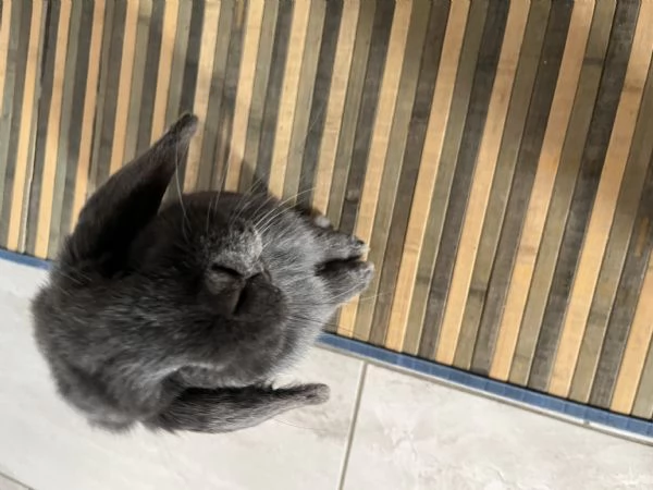 Regalo coniglietta ariete  | Foto 1