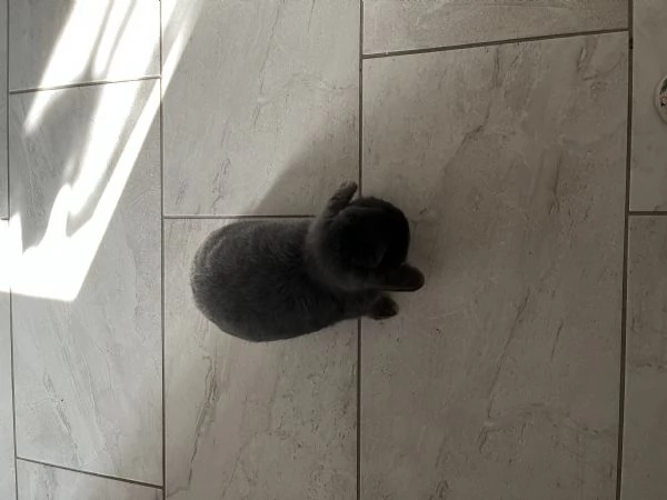 Regalo coniglietta ariete  | Foto 0