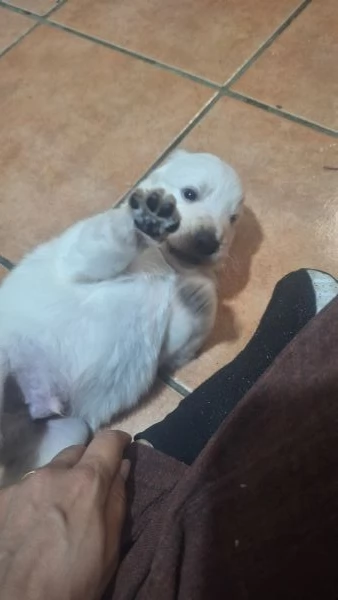 Regalo cucciolo maschio maremmano