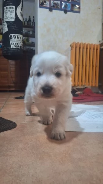 Regalo cucciolo maschio maremmano | Foto 2