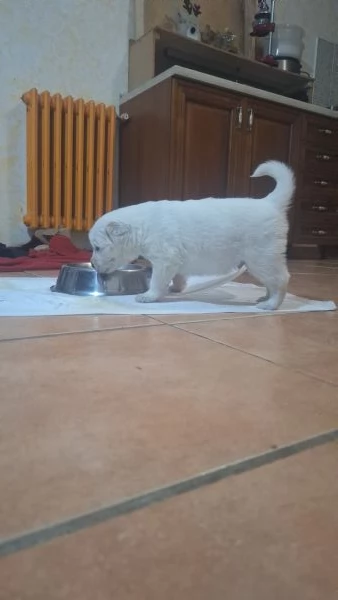 Regalo cucciolo maschio maremmano | Foto 1