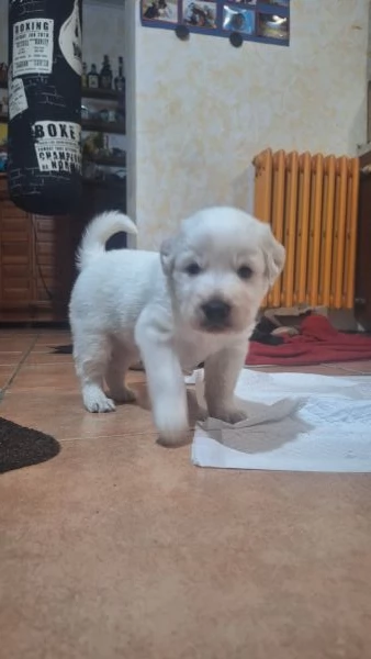 Regalo cucciolo maschio maremmano | Foto 0