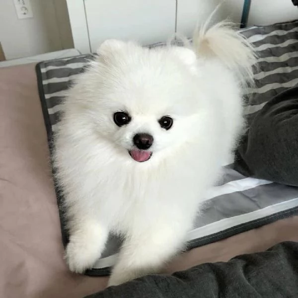 bellissimo cucciolo di pomerania | Foto 0