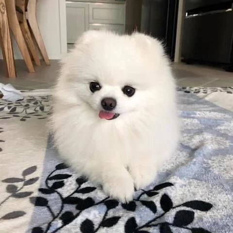 bellissimo cucciolo di pomerania | Foto 1