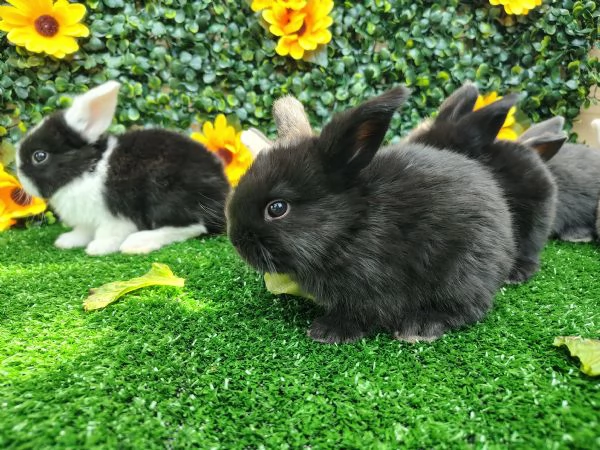 Conigli ariete nani  | Foto 4