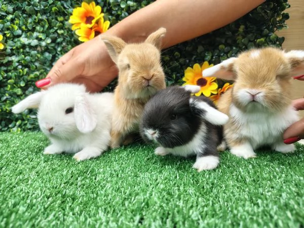 Conigli ariete nani  | Foto 3